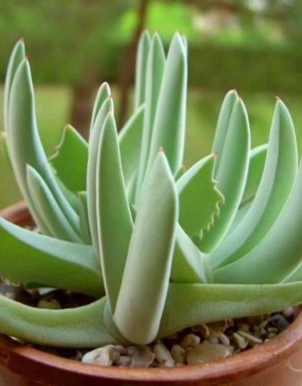 Cheiridopsis denticulata (Halı Otu) Sukulent