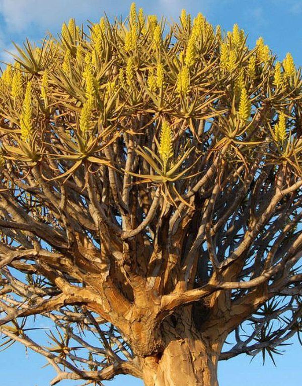 Aloidendron dichotomum (Sadakat Ağacı) Sukulent