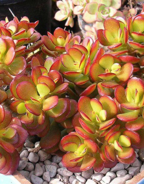 Crassula ovata 'Crosby's Compact' (Cüce Yeşim Bitkisi) Sukulent