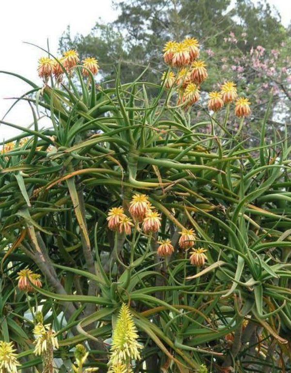 Aloidendron tongaense (Tonga Ağacı Aloe) Sulu