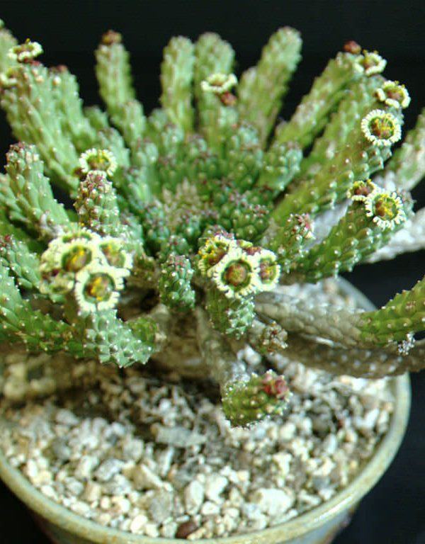Medusa'nın Euphorbia-başı (Medusa'nın Başı) Sukulent