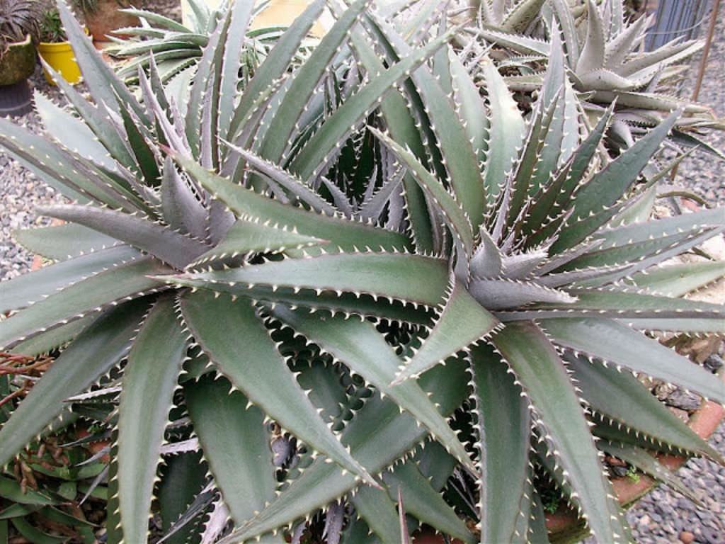 Dyckia platyphylla (Geni yaprakl Dyckia) Sukulent - Trkiye nin Sukulent  ve Kakts Marketi!