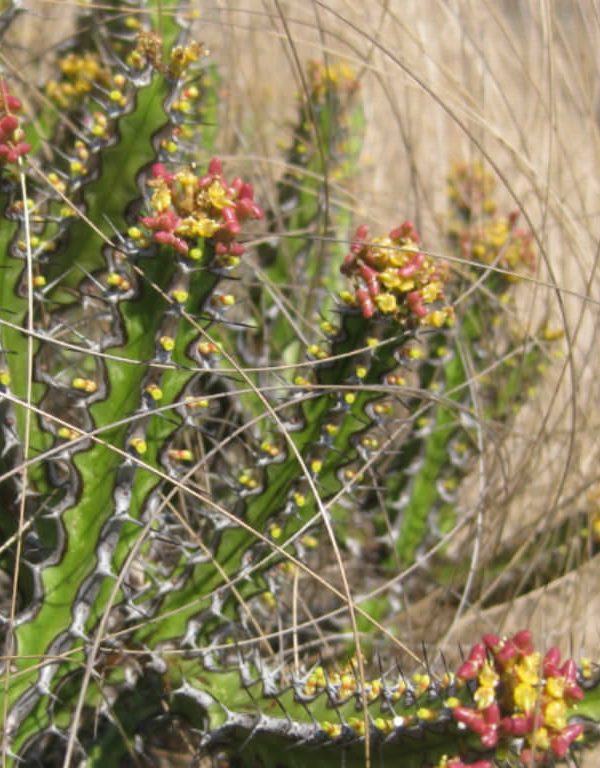 Euphorbia ramnlosa Sukulent