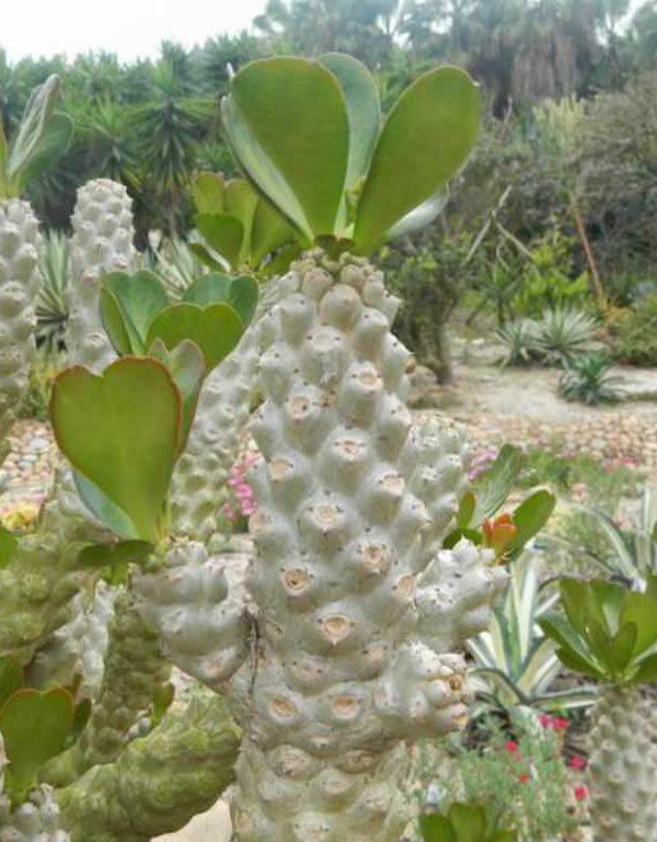 Euphorbia poissonii Sukulent