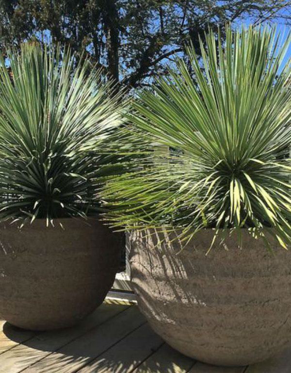 Yucca rostrata (Gagalı Yucca) Sukulent