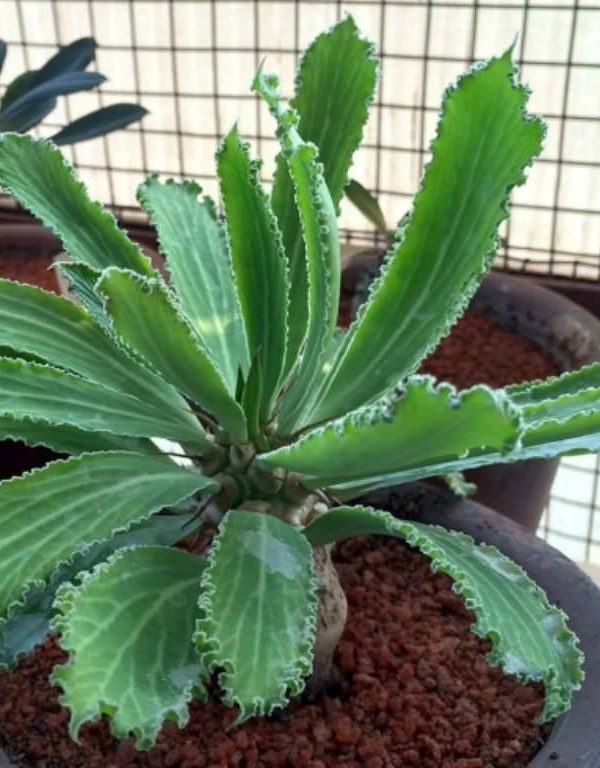 Euphorbia venenifica (Silindirik Euphorbia) Sukulent