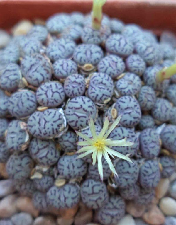 Conophytum wittebergense Sulu