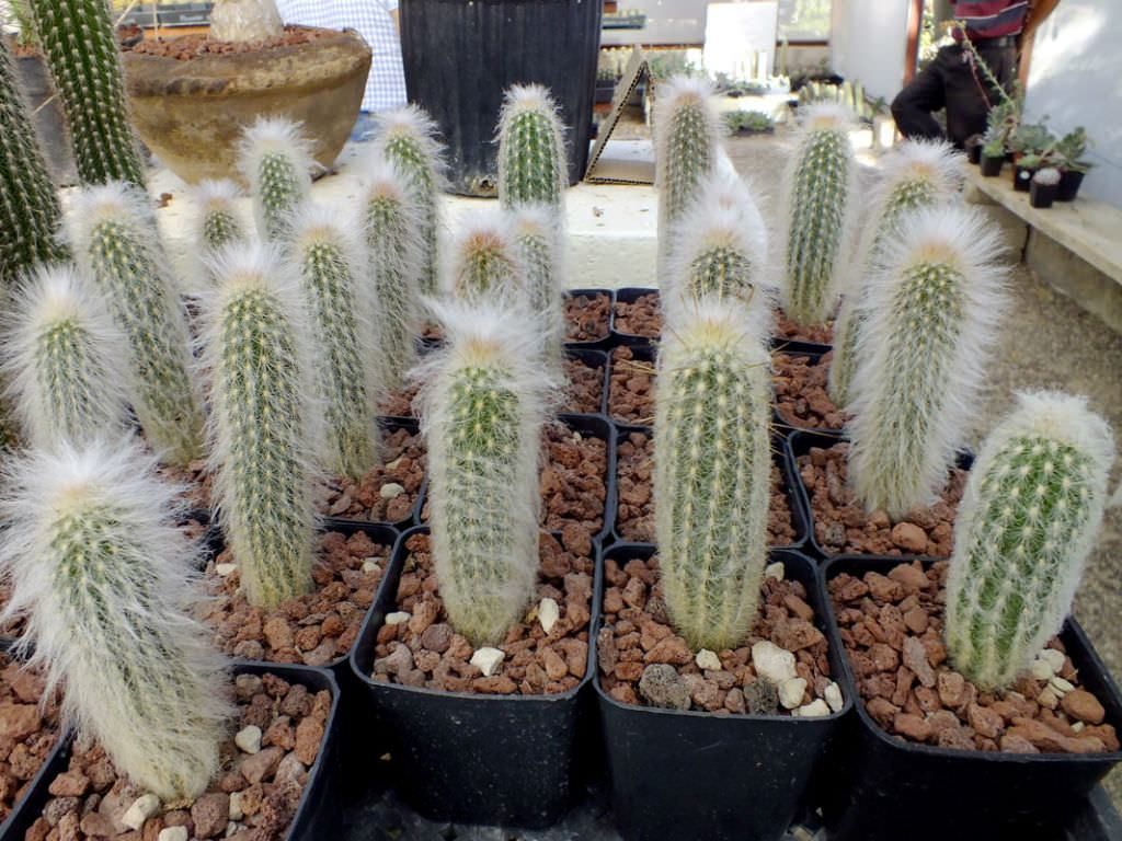Espostoa lanata (Perulu Yal Adam Kakts) Sukulent - Trkiye nin Sukulent  ve Kakts Marketi!