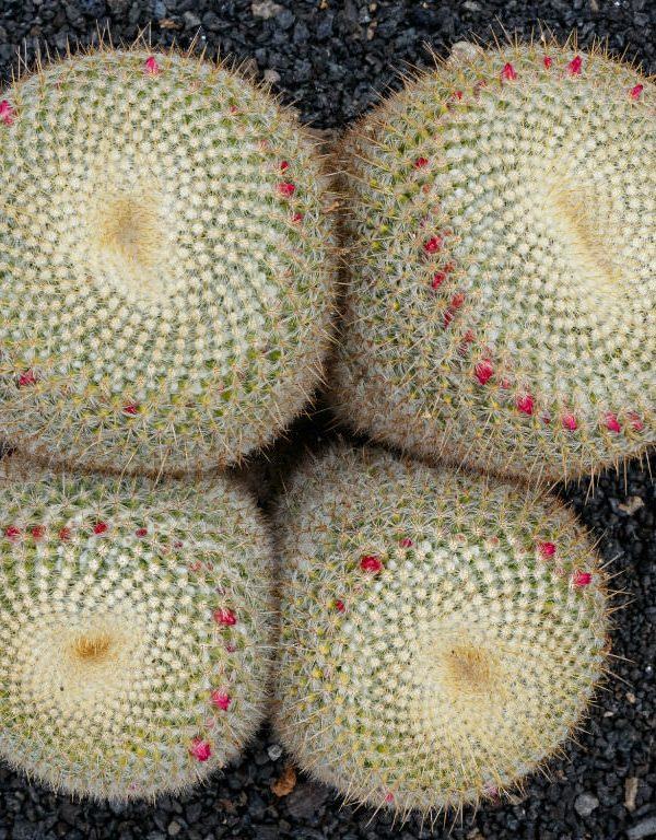 Mammillaria muehlenpfordtii Sukulent