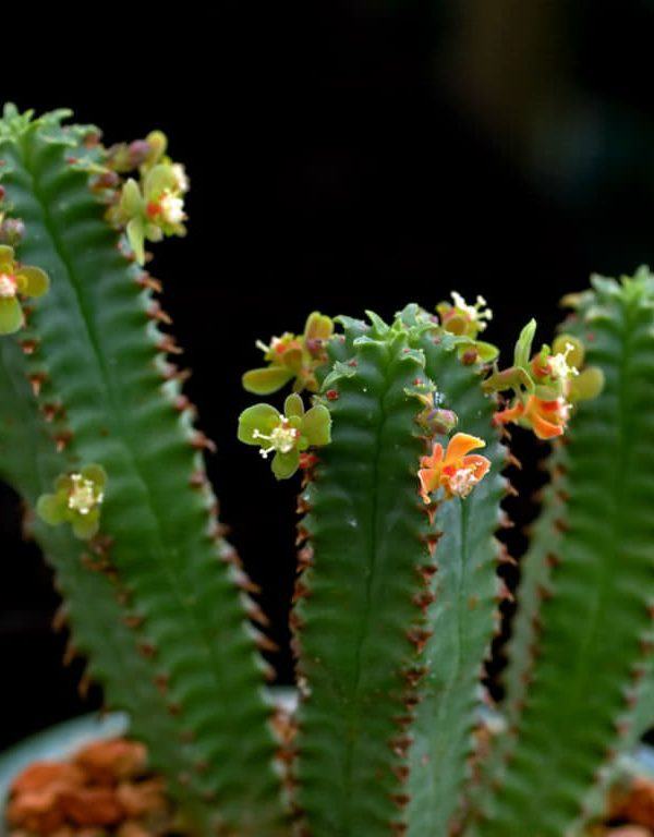 Euphorbia tubiglans Sulu
