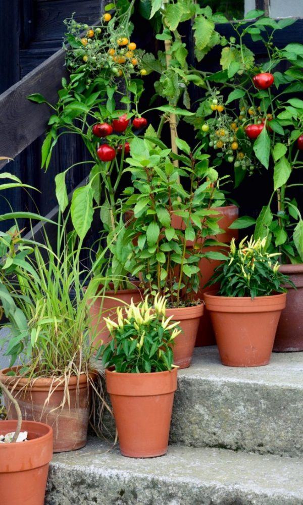 Veranda Bahçe Bitkileri – Konteynerler İçin Küçük Meyve ve Sebzeler