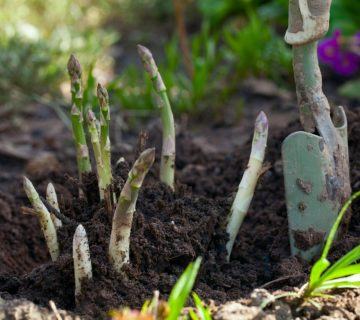 Yenilebilir Çok Yıllık Bitkiler – Çok Yıllık Bir Gıda Bahçesi Yetiştirmek