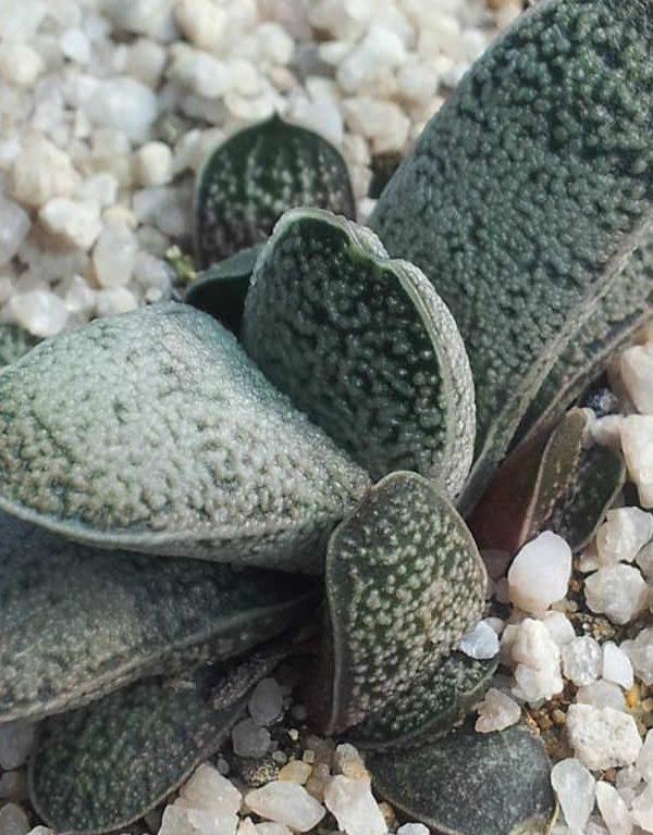Gasteria baylissiana (Suurberg Gasteria) Sulu
