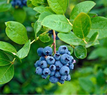 Güney Berry Çeşitleri – Güneyde Yetişecek Meyveler