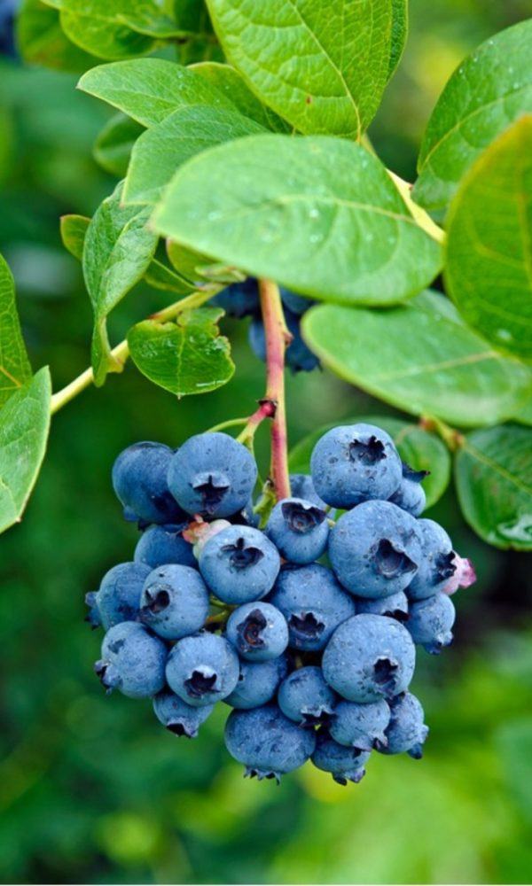 Güney Berry Çeşitleri – Güneyde Yetişecek Meyveler