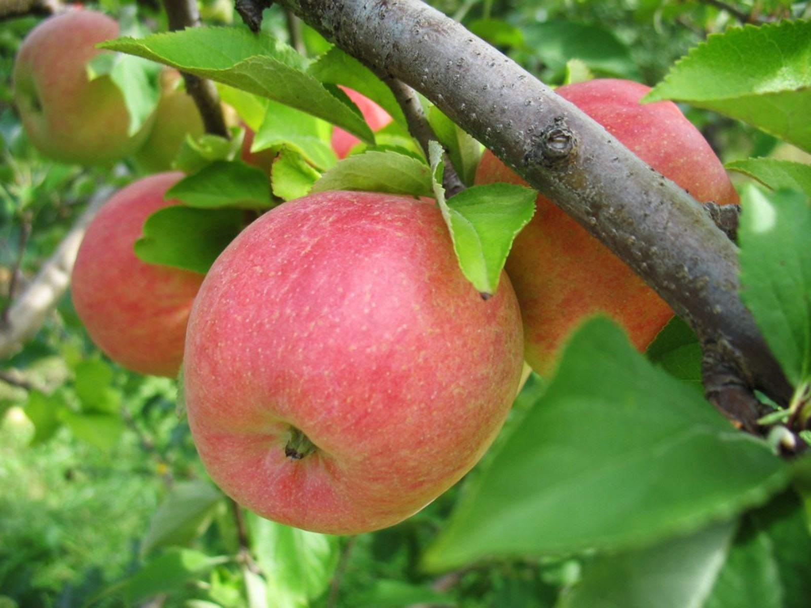 Gala Elma Ağacı Bakımı – Gala Elma Ağacı Nasıl Yetiştirilir