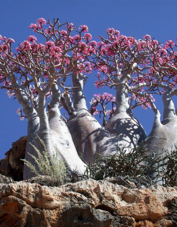 Adenium obesum subsp.  socotranum (Socotran Çöl Gülü) Sukulent
