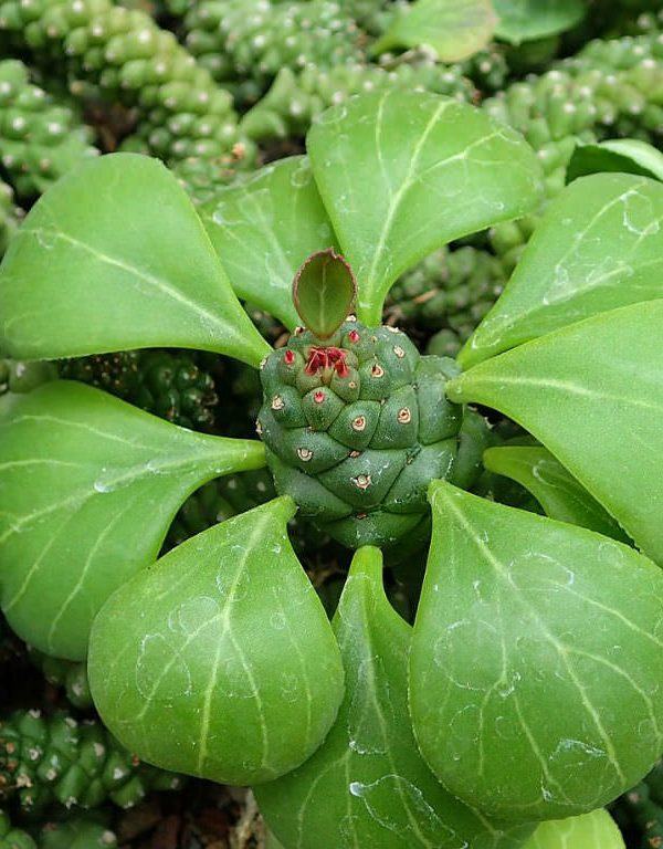 Euphorbia ritchiei Sukulent
