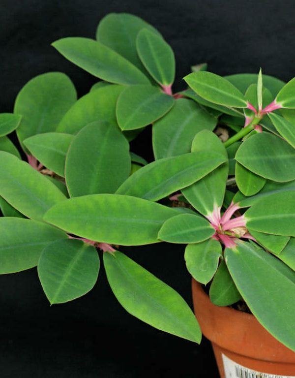 Euphorbia bongolavensis Sukulent