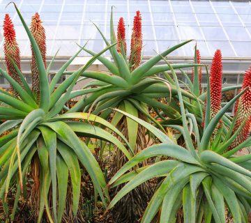 Aloe speciosa (Eğimli Aloe) Sulu