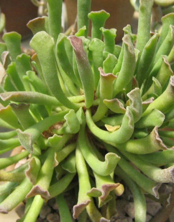 Adromischus cristatus var. klavifolius Sukulent
