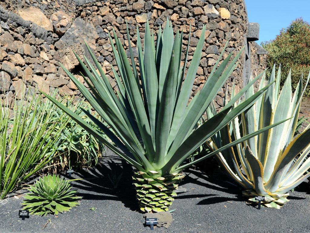 Agave fourcroydes (Henequen) Sukulent - Trkiye nin Sukulent ve Kakts  Marketi!