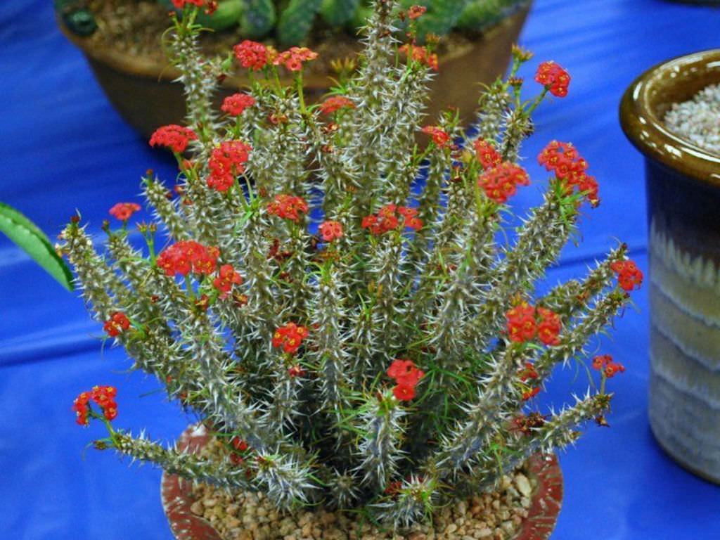 Euphorbia gottlebei Sukulent