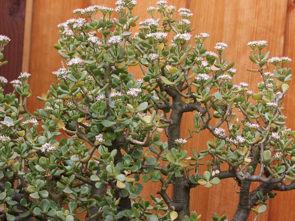 Crassula ovata