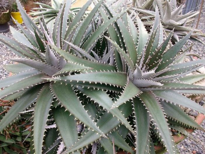 Dyckia platyphylla (Wide-leafed Dyckia)