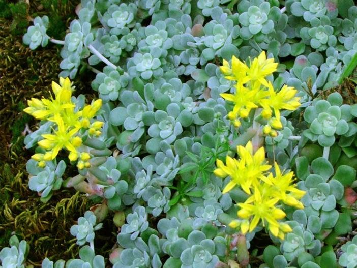 Sedum spathulifolium (Broadleaf Stonecrop)