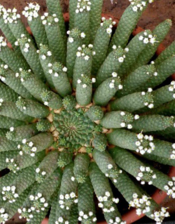 Euphorbia inermis (Yeşil Taç) Sulu