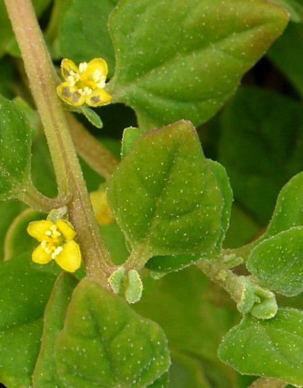 Tetragonia tetragonioides (Yeni Zelanda Ispanağı) Sulu
