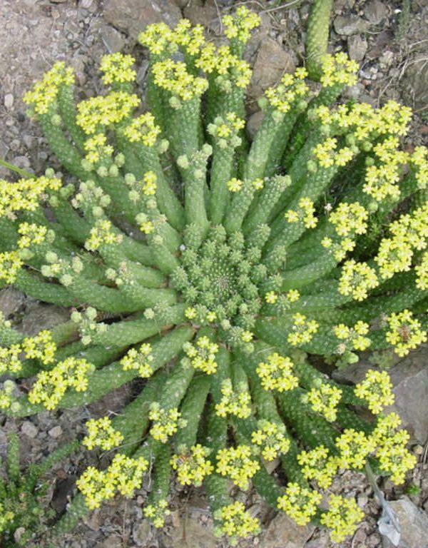 Euphorbia inermis var.  huttonae Sukulent