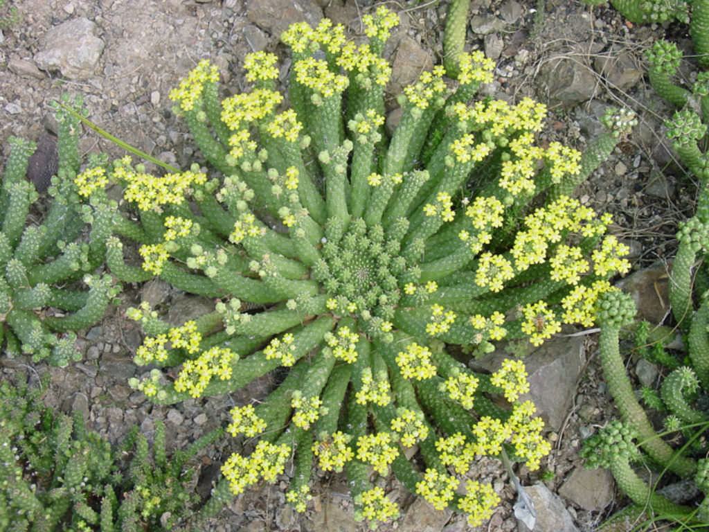 Euphorbia inermis var.  huttonae Sukulent