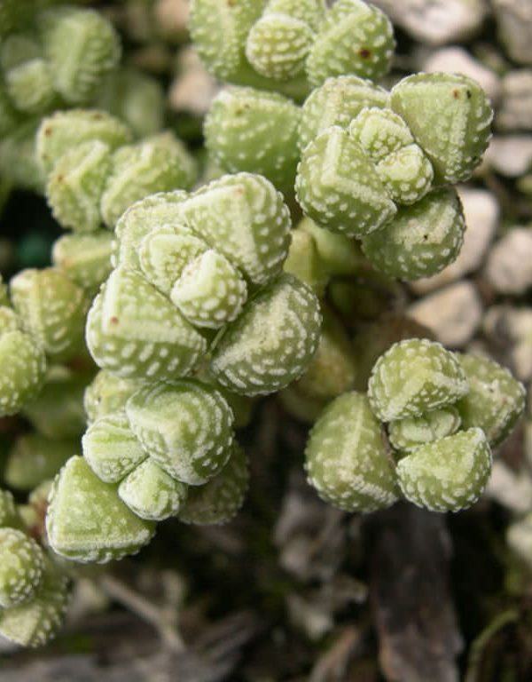 Crassula elegans subsp. namibensis (Zarif Crassula) Sulu