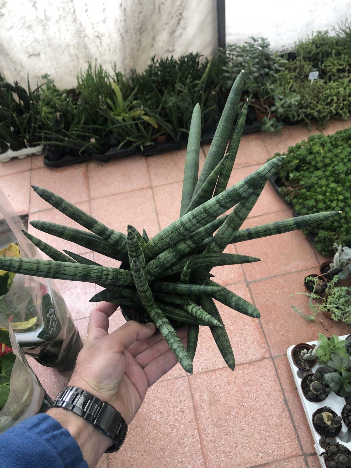 Sansevieria Eilensis 14 cm Türkiye nin Sukulent ve Kaktüs Marketi!