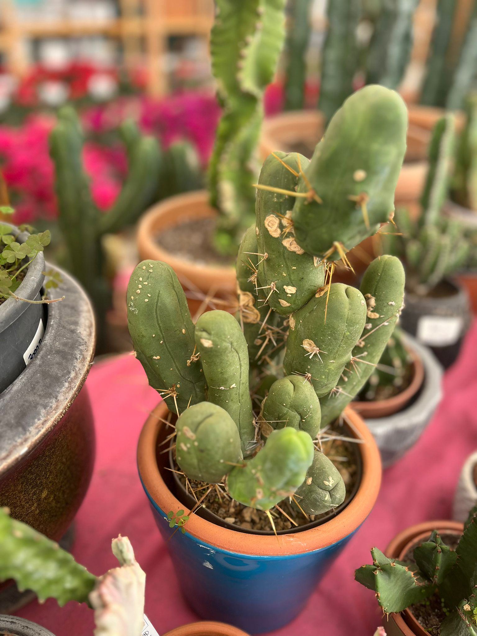 Trichocereus Bridgesii f. Monstruosus, ( Penis Plant ) Özel Tür 12