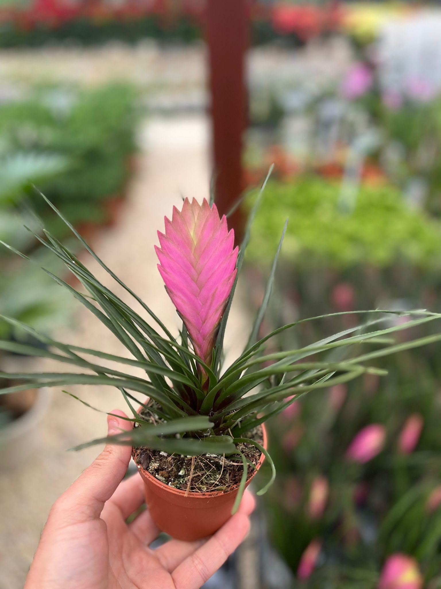 Tillandsia Cyanea Hava Bitkisi 8,5 cm - Türkiye nin Sukulent ve