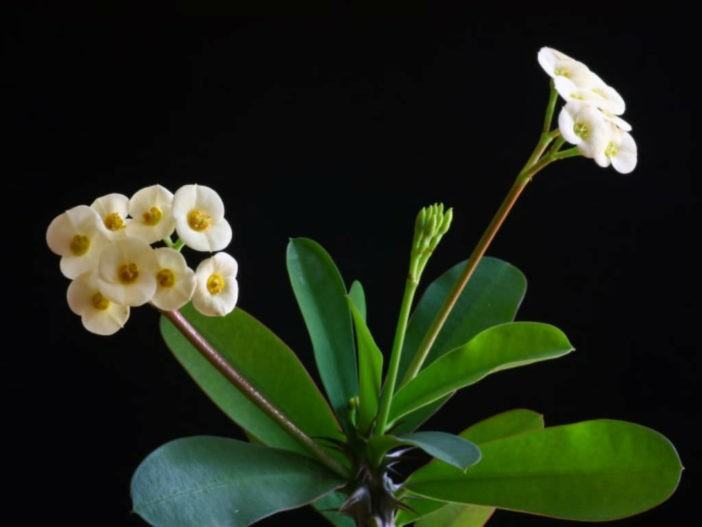 Euphorbia milii f. lutea (Yellow Crown of Thorns)