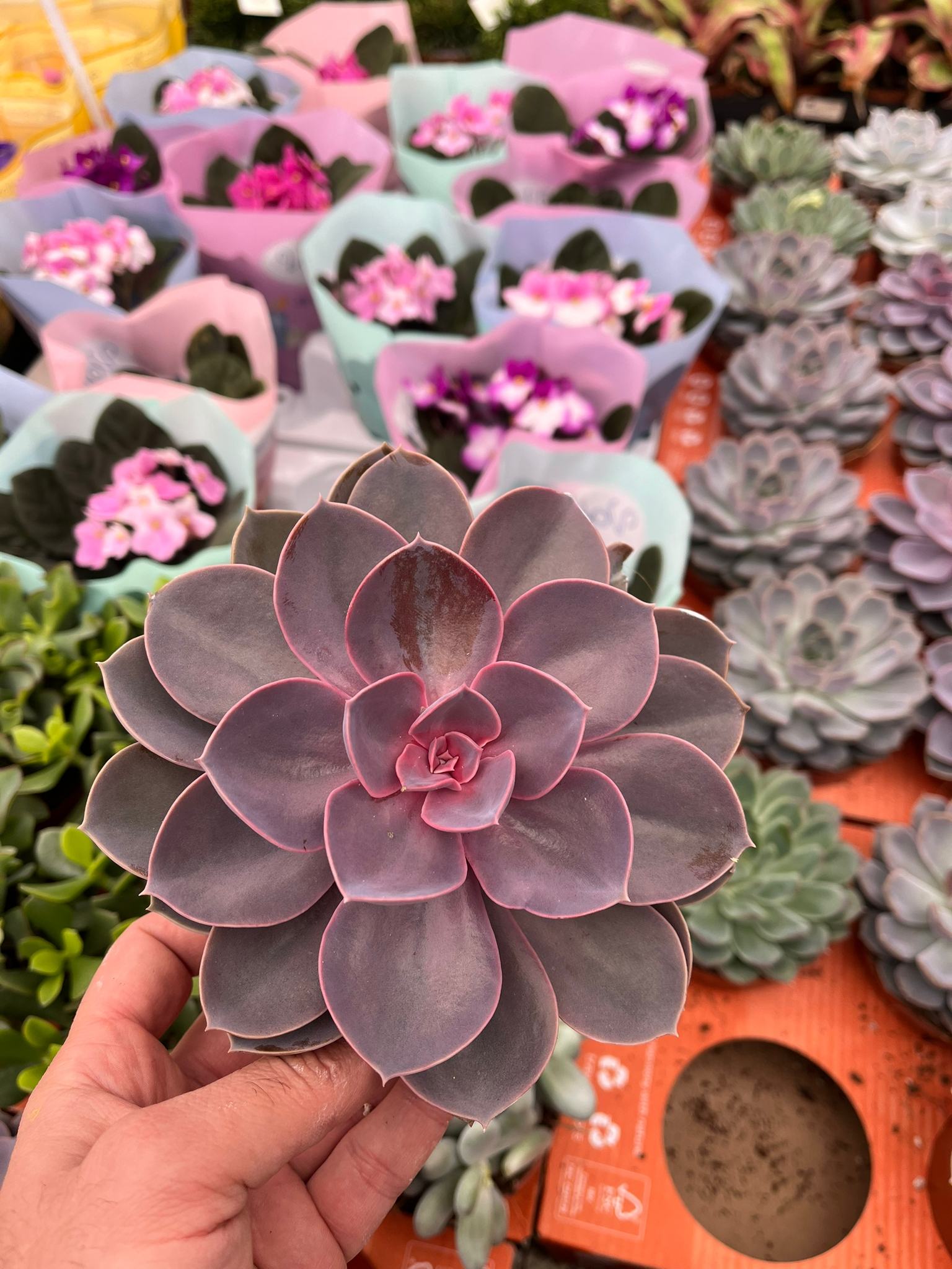 Echeveria Perle Von Nurnberg 12 cm - Türkiye nin Sukulent ve
